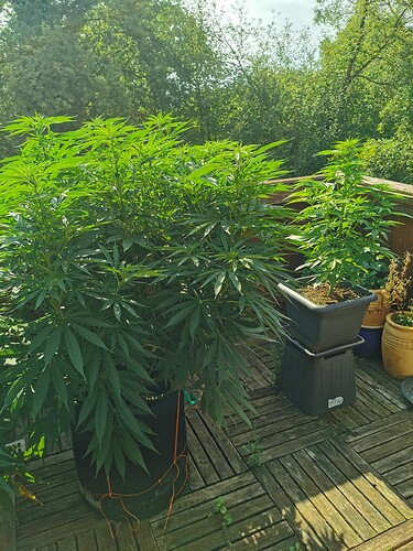 Growreport Bild 4