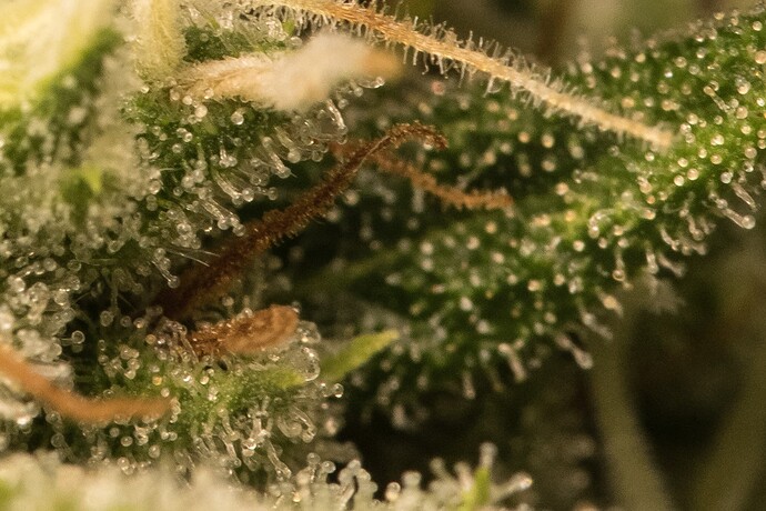 Growreport Bild 3