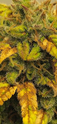 Growreport Bild 36