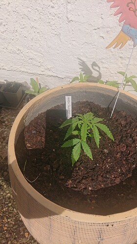 Growreport Bild 2