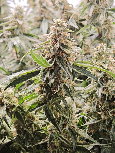 MVIMG_20251116_204539