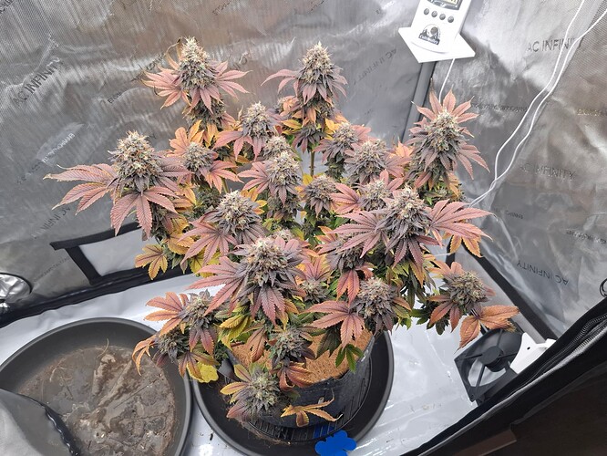 Growreport Bild 1