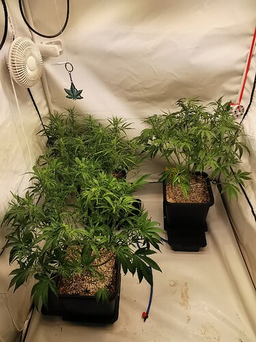 Growreport Bild 3