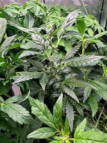 WhatsApp Image 2024-07-02 at 19.33.39 (2)