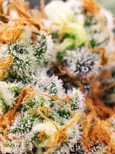 Growreport Bild 24