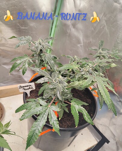 IMG_20240624_220455_edit_68093066423658