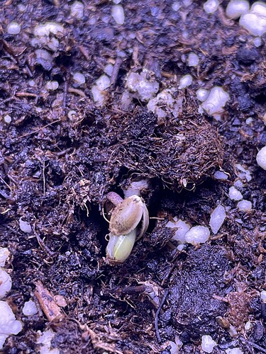 Growreport Bild 9