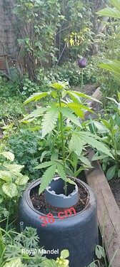 IMG_20250510_193853