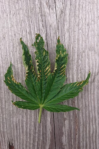 Growreport Bild 64
