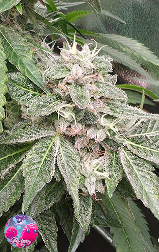Growreport Bild 22