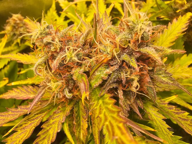 Growreport Bild 32
