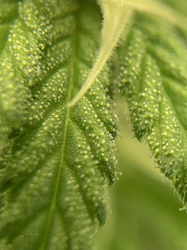 Growreport Bild 6