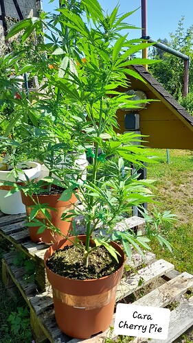 Growreport Bild 19