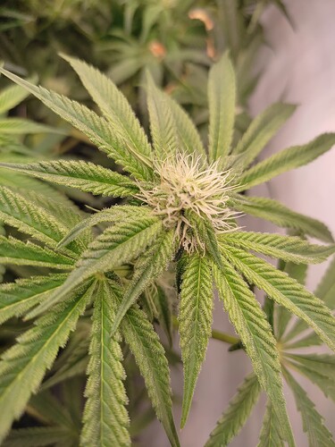 Growreport Bild 16