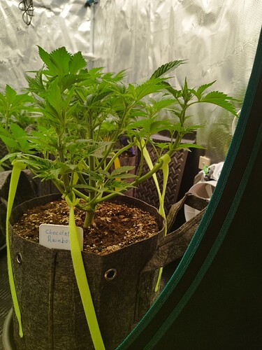 Growreport Bild 4