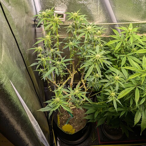 Growreport Bild 21