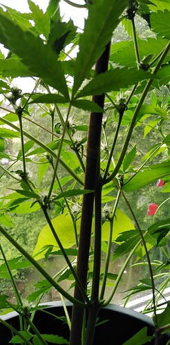 Growreport Bild 3