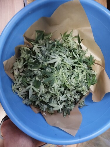 Growreport Bild 31
