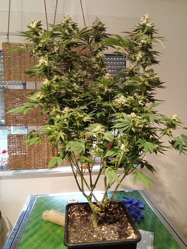 Growreport Bild 5