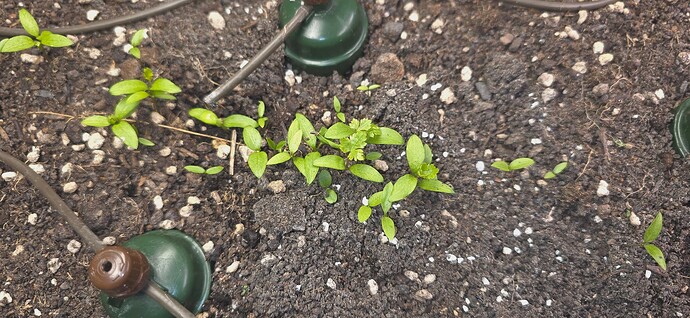 Growreport Bild 37