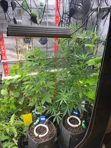 Growreport Bild 27