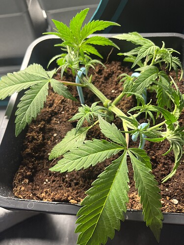 Growreport Bild 12