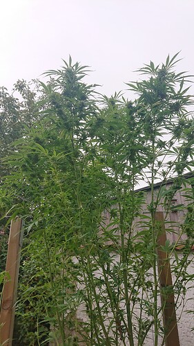 Growreport Bild 35
