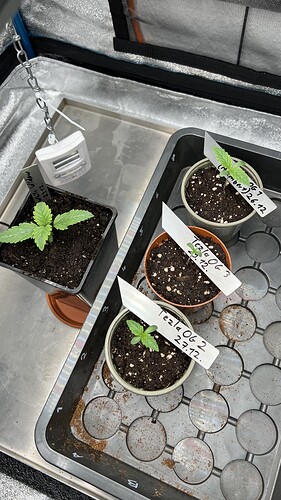 Growreport Bild 3
