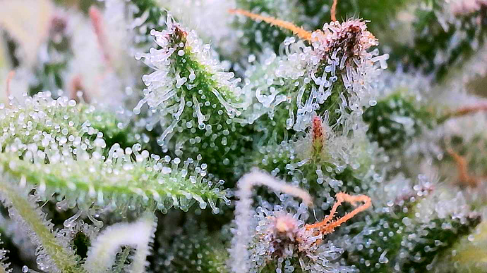 Nahaufnahme einer Cannabis-Blüte unter einem Mikroskop, die dichte Trichome und Stempel zeigt.