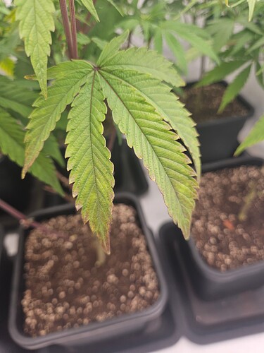 Growreport Bild 8