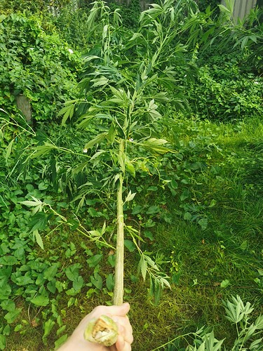 Growreport Bild 8