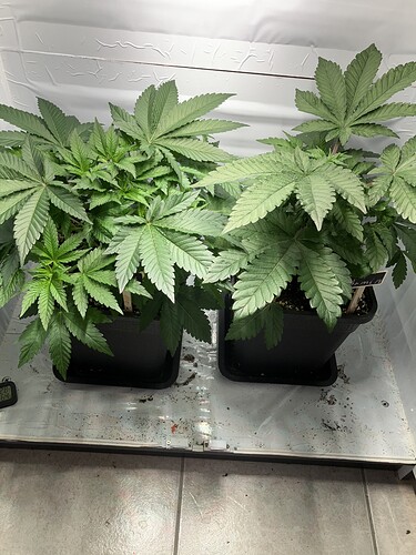 Growreport Bild 1