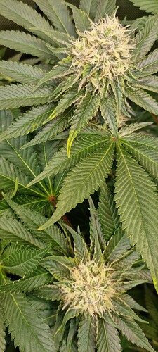 Growreport Bild 4