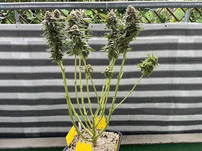 Growreport Bild 15