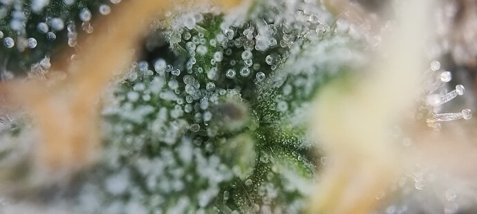 Growreport Bild 28