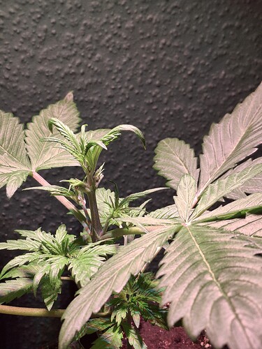 Growreport Bild 8