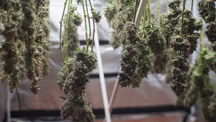 Growreport Bild 12