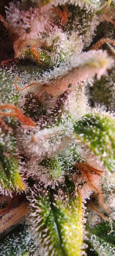 Growreport Bild 36