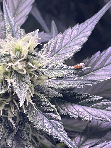 Growreport Bild 1