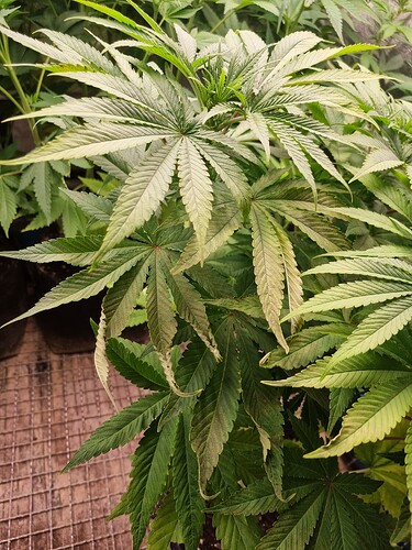 Nahaufnahme von Cannabisblättern mit Anzeichen von Nährstoffmangel, die sich nach unten kräuseln und gelblich-braune Flecken aufweisen.