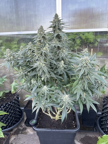 Growreport Bild 27