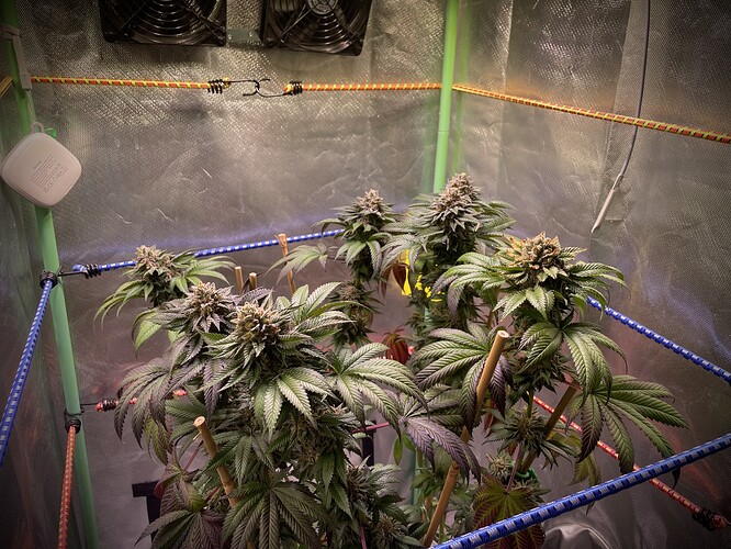 Growreport Bild 1