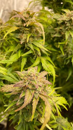 Growreport Bild 3