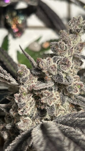 Growreport Bild 12