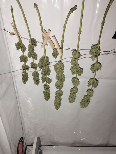 Growreport Bild 30