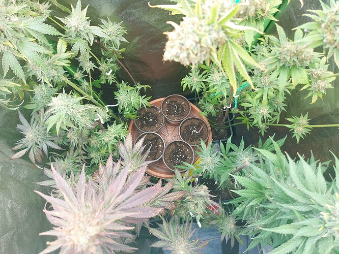 Growreport Bild 4