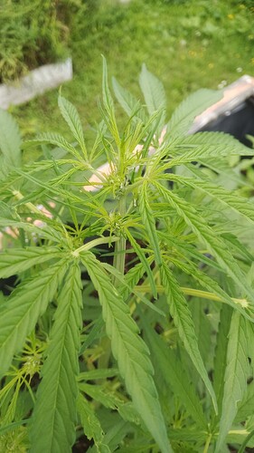 Growreport Bild 2