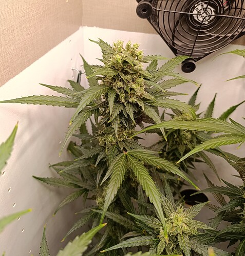Growreport Bild 4
