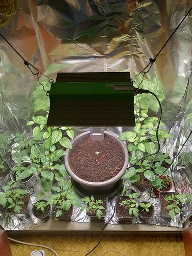 IMG_20240411_124231_HDR