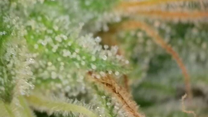 Growreport Bild 36